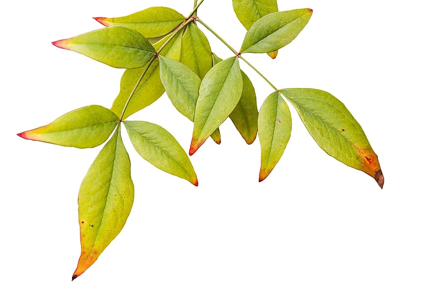 green leaf plant, leaves, foliage, nature, autumn, season, fall HD wallpaper