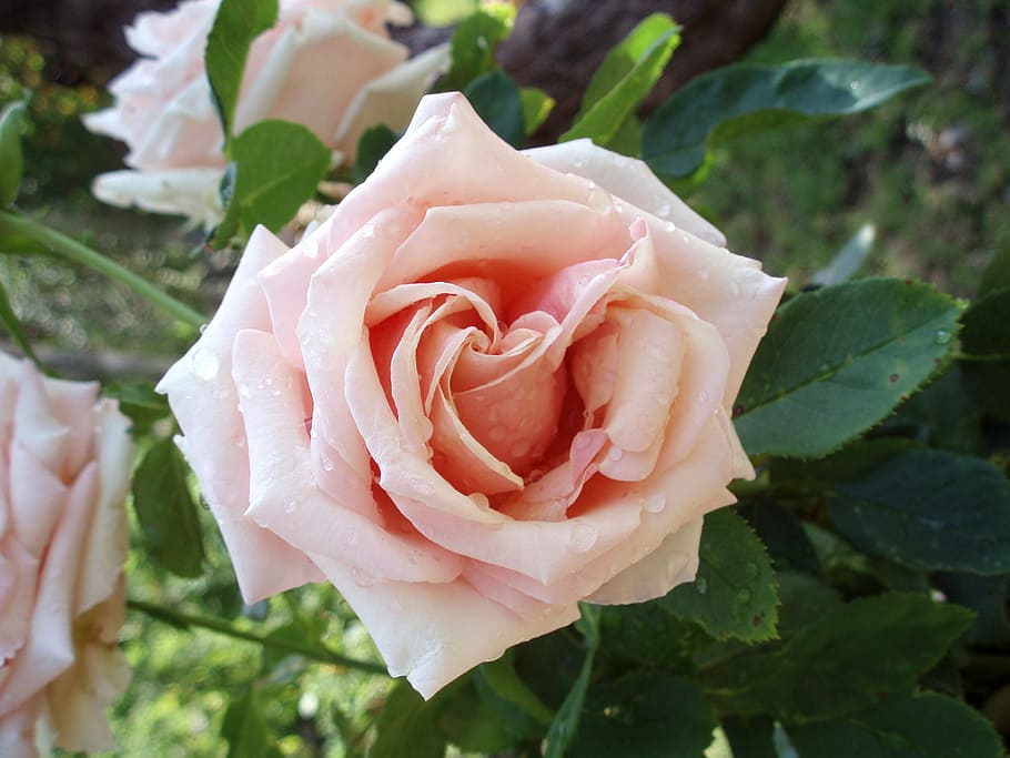 rosa, flower, pink, flowers, garden, rose, beauty in nature HD wallpaper
