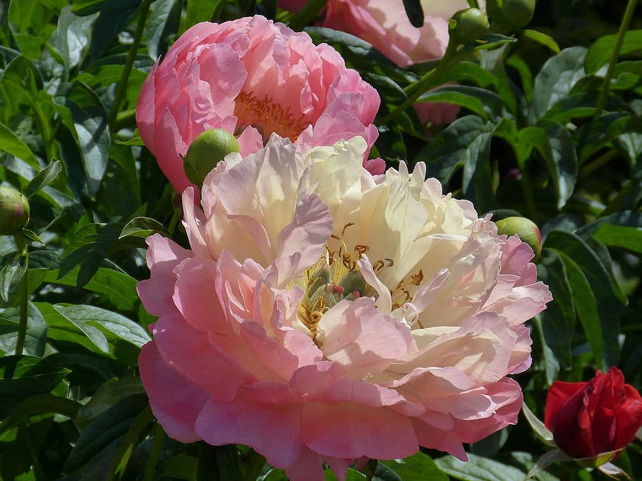 pink and white petaled flowers with green leaves, peony, blossom
