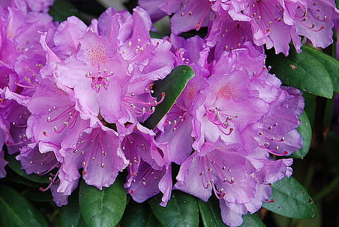 selective focus photography of purple petaled flowers, nature HD wallpaper