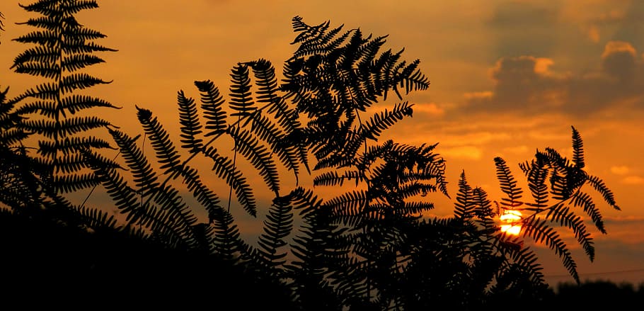 silhouette of plant, sunrise, sunset, fern, outdoors, no people HD wallpaper