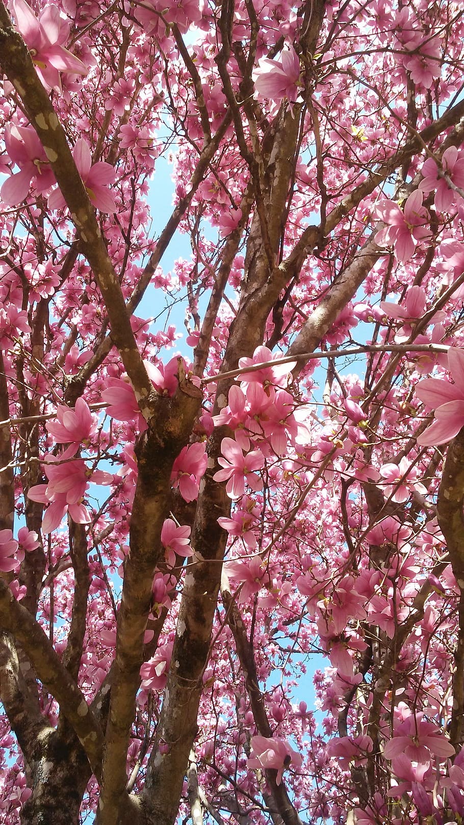 tree, branch, cherry, season, flower, growth, bright, flora HD wallpaper