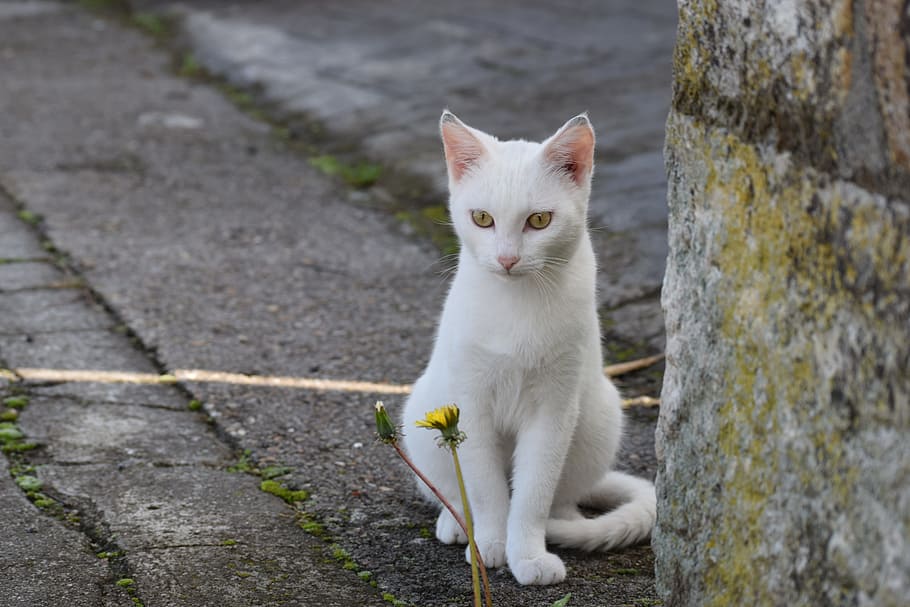 white cat sitting near gray concrete wall, eyes, flower, domestic cat HD wallpaper