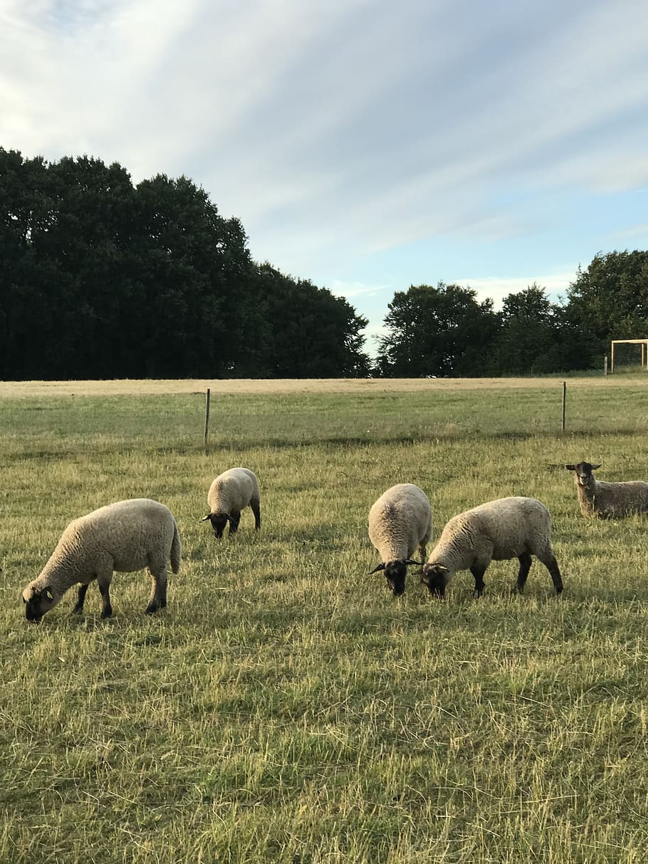 natural, sheep, expensive, animal, animal themes, plant, mammal HD wallpaper