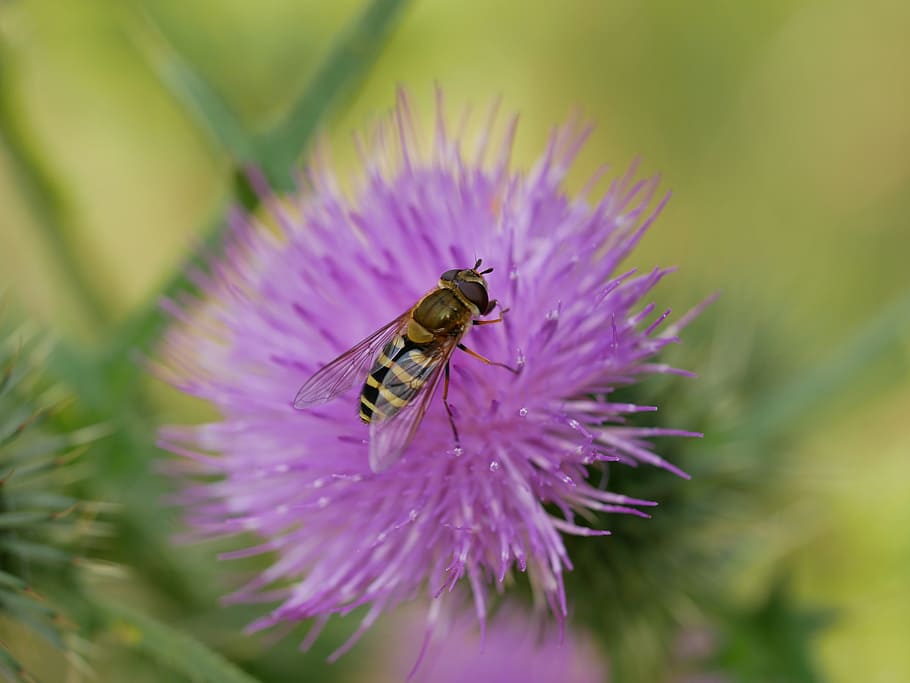 clover, flower, insect, macro, nature, purple, green, pollination HD wallpaper