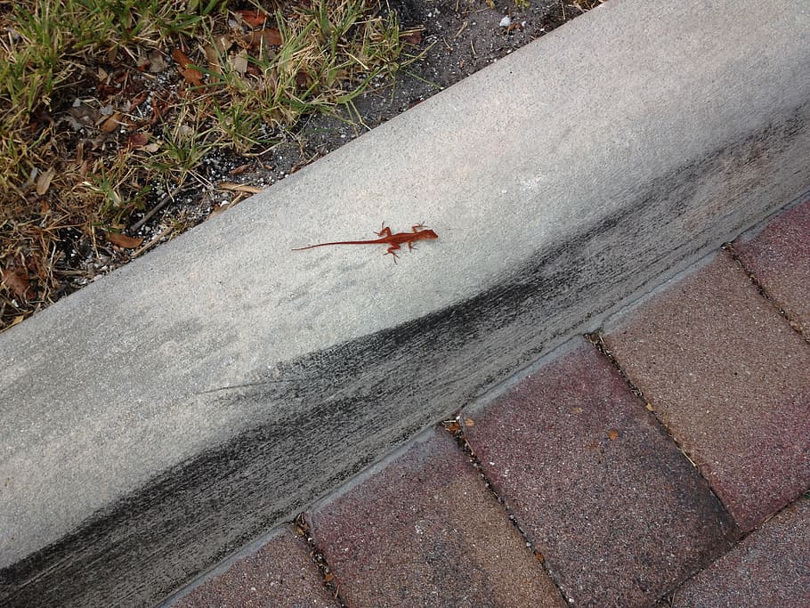 small, lizard, brown, high angle view, day, no people, one animal HD wallpaper