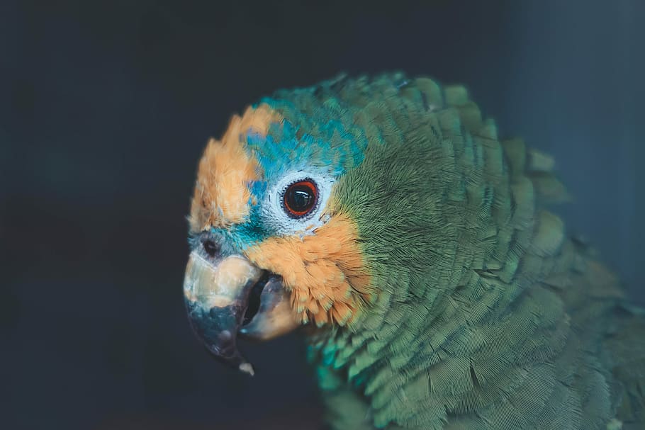 the animal’s eyes, green, yellow, and blue parrot, bird, beak HD wallpaper