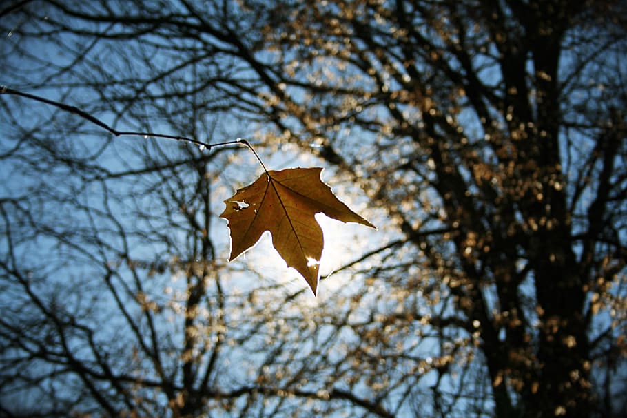 leaf, sun, yellow, forest, tree, nature, dry, autumn, branch HD wallpaper