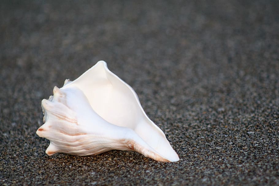 shell, beach, sand, ocean, summer, seashell, summertime, animal HD wallpaper