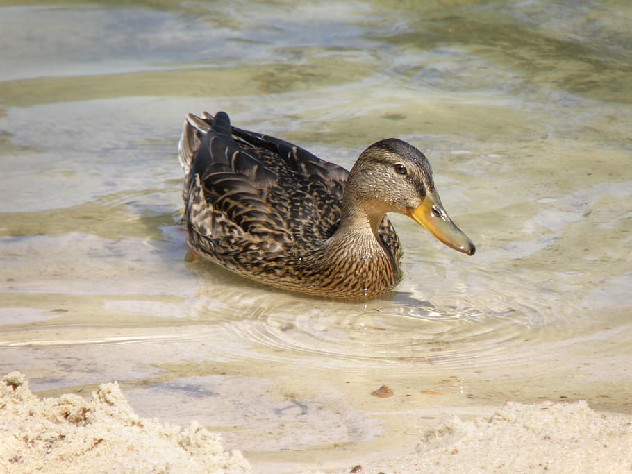 duck, water, wild, bird, water surface, pond, mallard Duck HD wallpaper