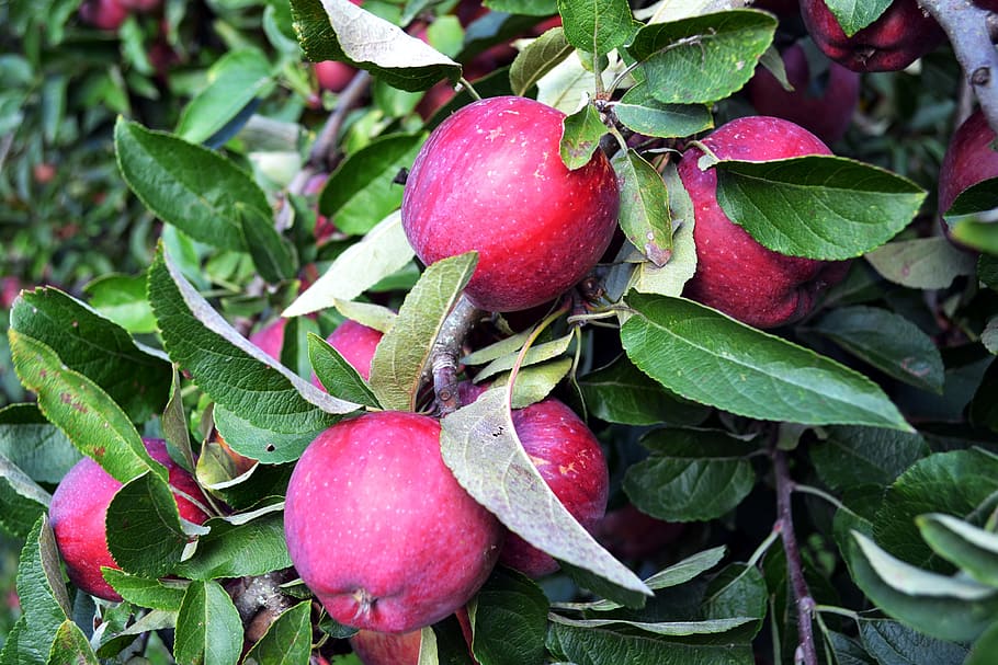 Red Apple, Fruit, Garden, leaf, food and drink, green color HD wallpaper