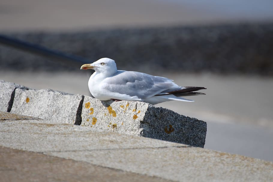 seagull, norderney, beach, animal, bird, water bird, vertebrate, HD wallpaper