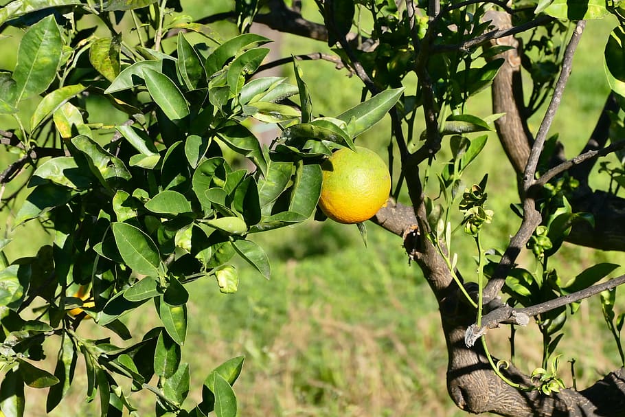 sicily, lemon, fruit, leaf, healthy eating, plant part, food and drink HD wallpaper
