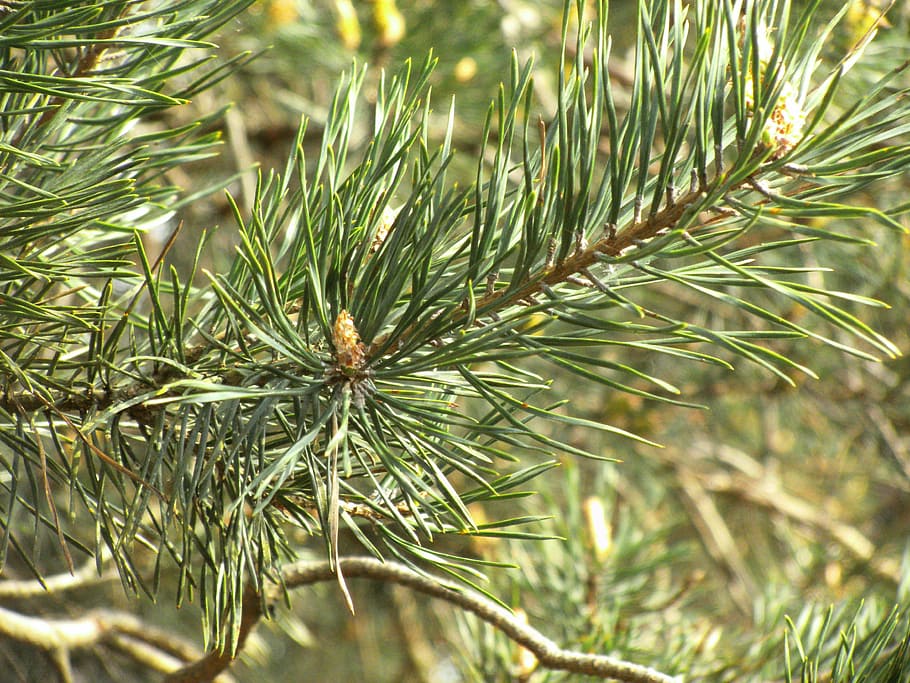 pine, tree, needle, conifer, pine greenhouse, branches, sun HD wallpaper