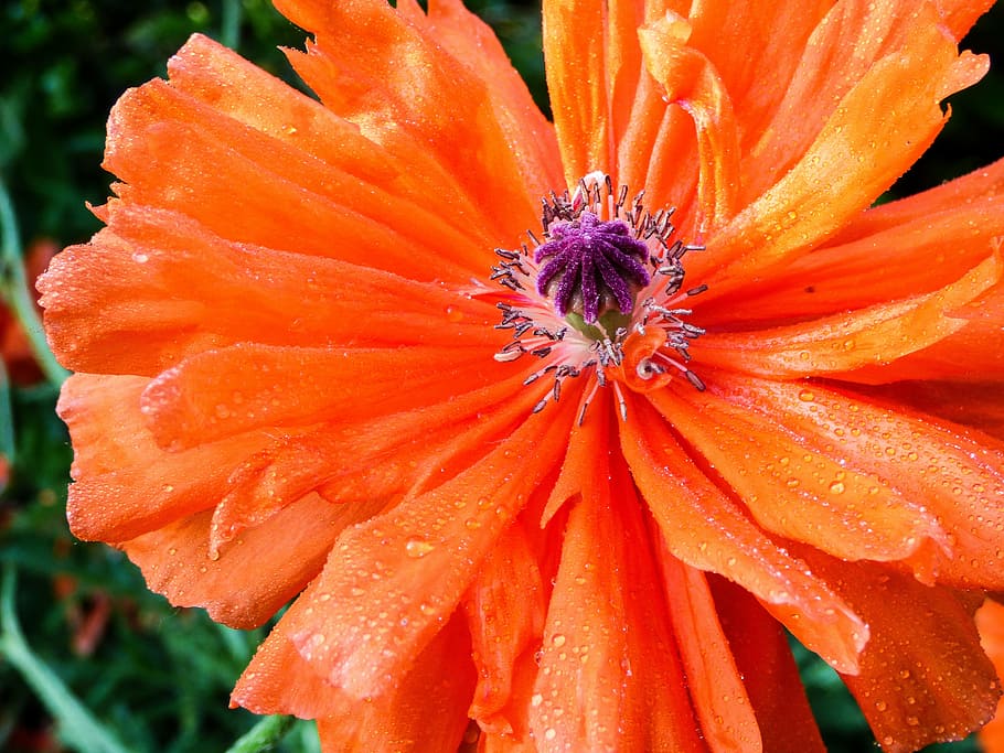 spring, flower, poppy, spring flower, orange, red, petal, dew HD wallpaper