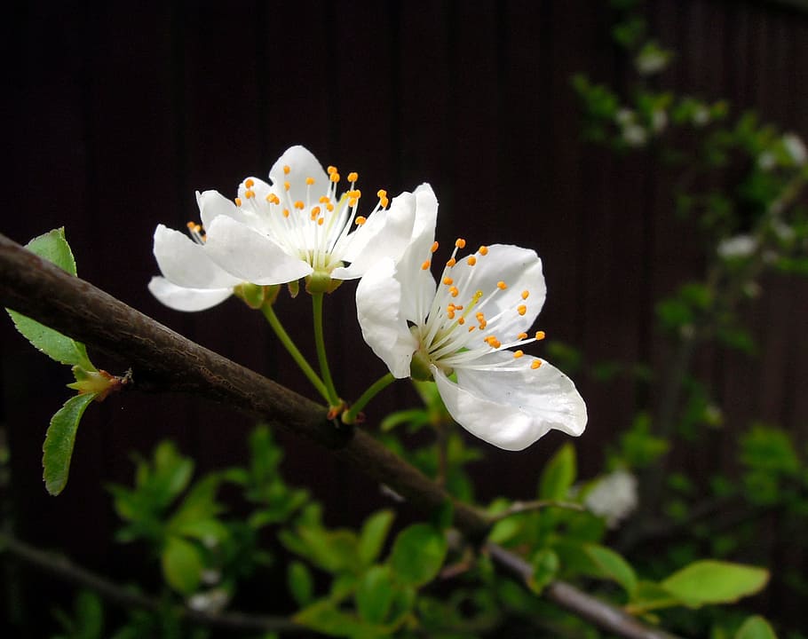 cherry, flowers, cherry blossoms, white flowers, bloom, sakura, HD wallpaper