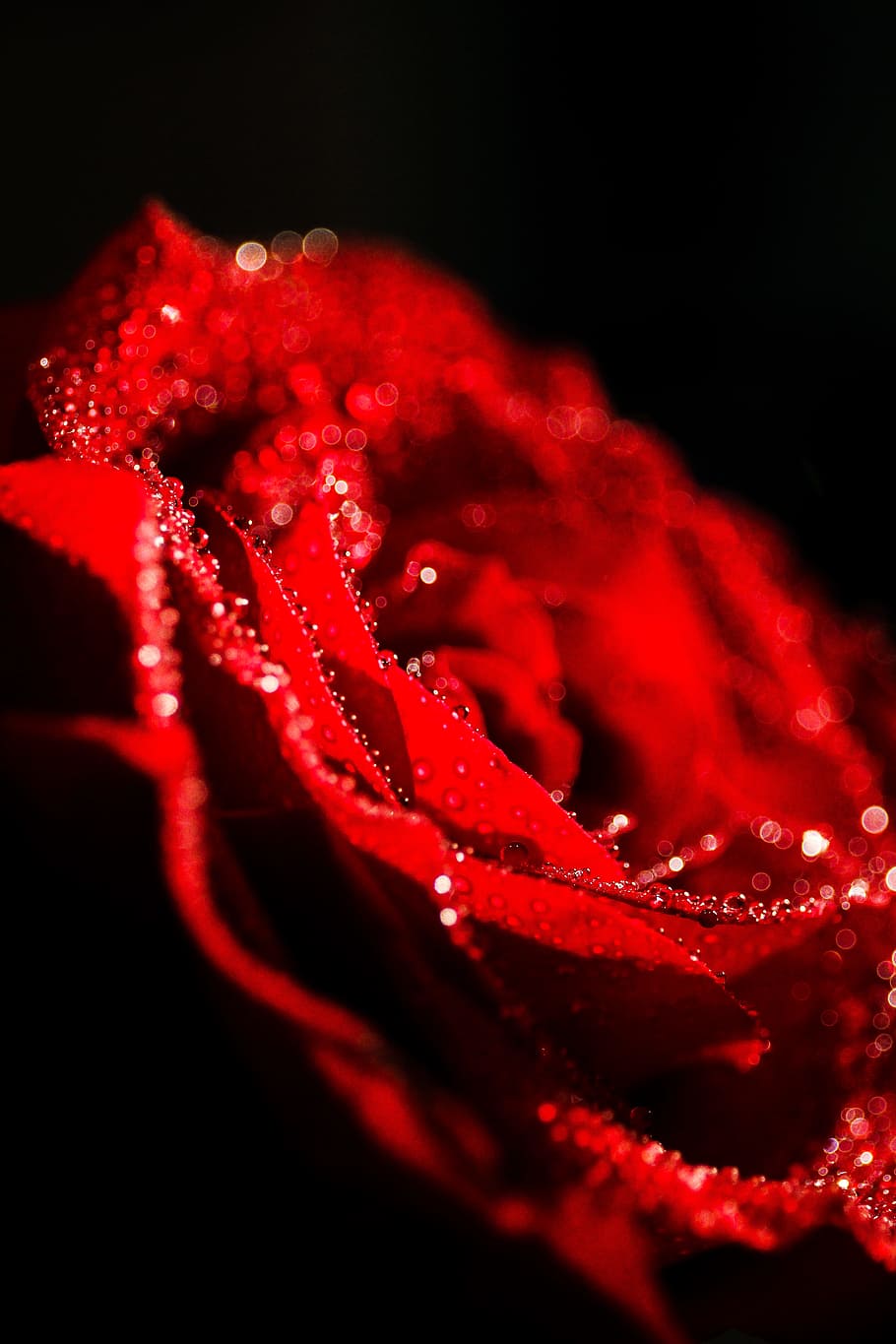 red rose flowers, untitled, close-up photography, rose petal HD wallpaper