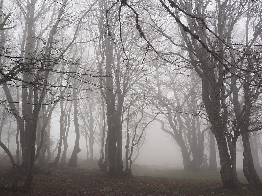 photo of lifeless trees with fog, beech wood, forest, tree trunks