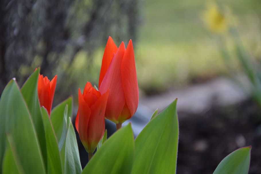 Flower, Nature, Spring, red, april, march, garden, growth, plant HD wallpaper