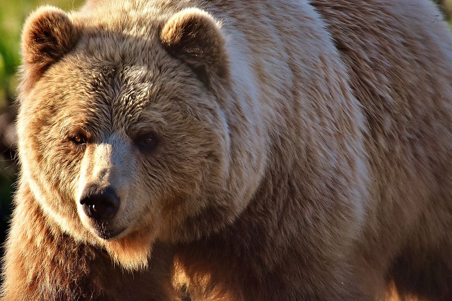 close up photo of grizzly bear, european brown bear, wild animal