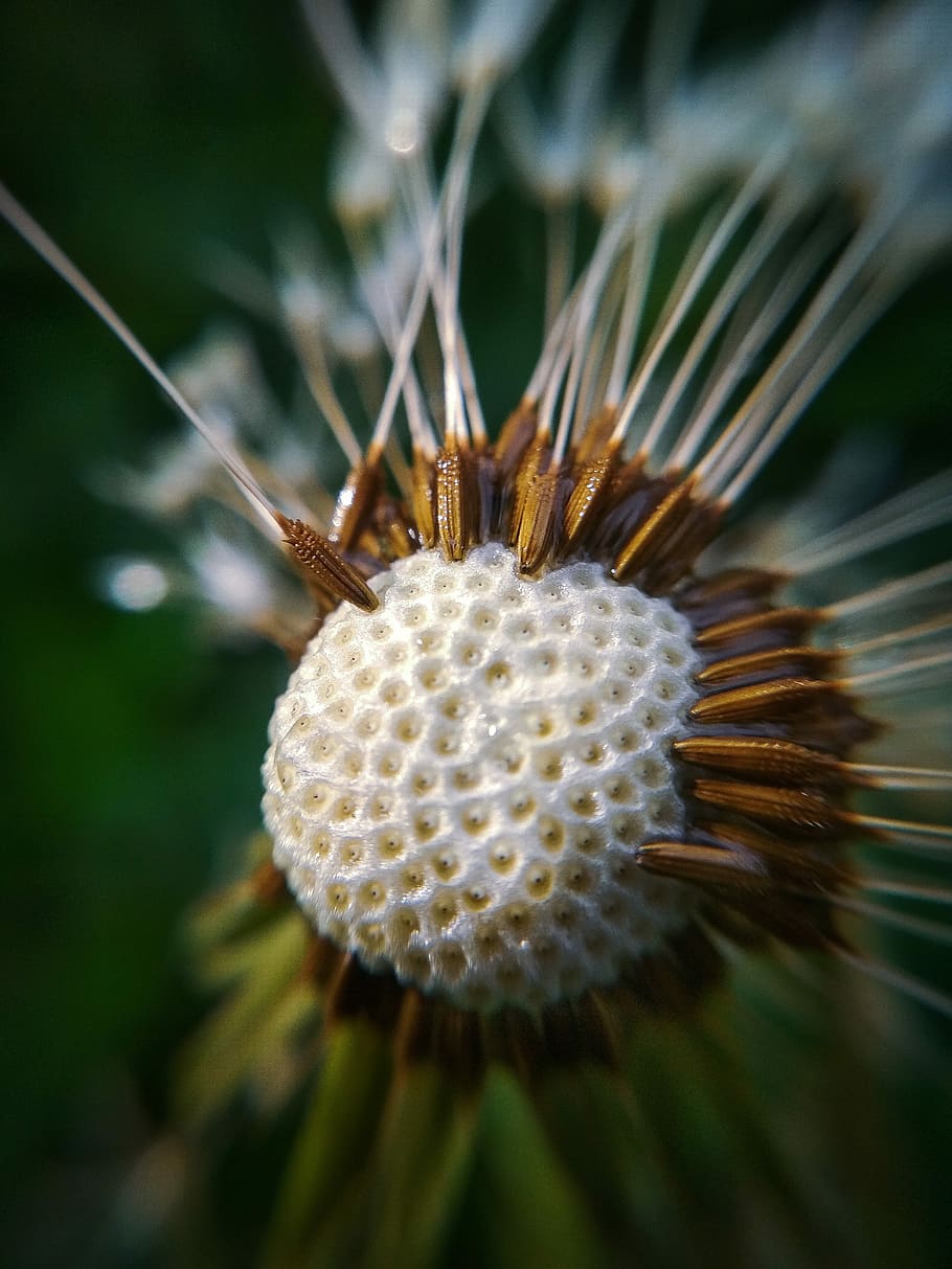 macro, dandelion, close-up, plant, no people, focus on foreground HD wallpaper