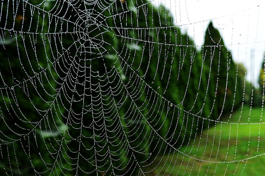 web, dew drops, dawn, nature, drip, just add water, spider web HD wallpaper