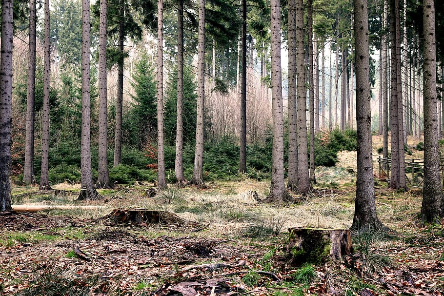 wood, nature, forest, trees, autumn, fall, firs, leaves, public domain images HD wallpaper