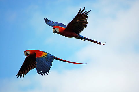 two scarlet macaws, parrots, pair, flying, red, blue, yellow HD wallpaper