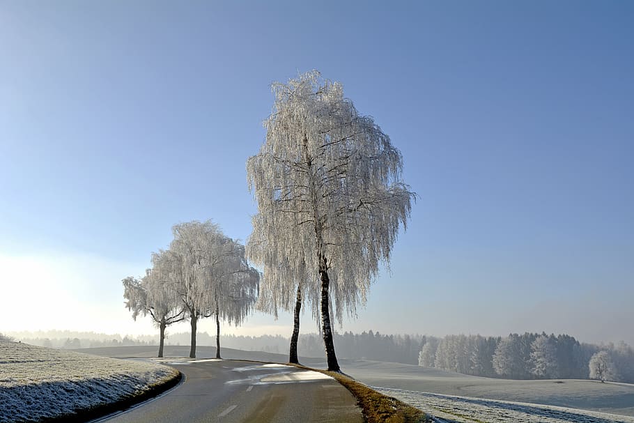 curved concrete road, wintry, winter, trees, morgentau, ripe HD wallpaper