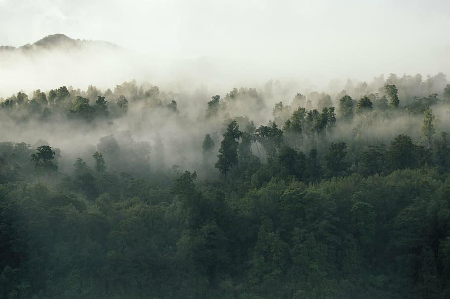 green leafed trees, plant, nature, forest, fog, cold, weather HD wallpaper