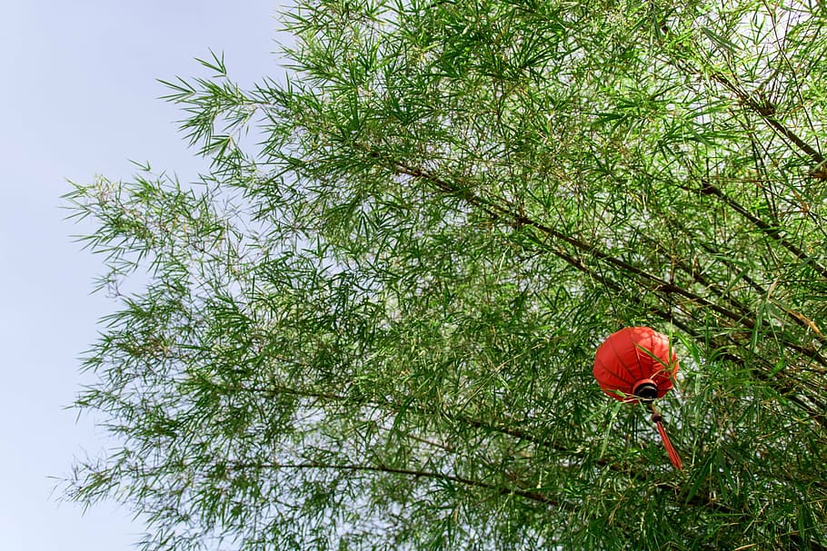bamboo, lantern, green, sky, east, lamp, asia, calm, nature HD wallpaper