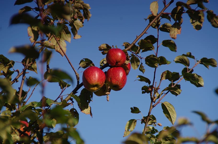 apple, apple tree, fruit, nature, autumn, harvest, kernobstgewaechs HD wallpaper
