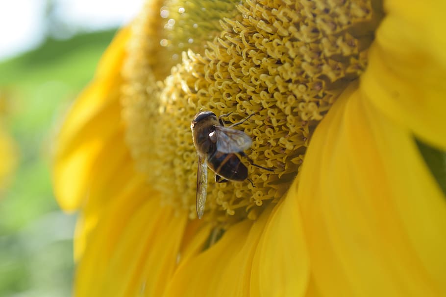 Bee, Sun Flower, Insect, Blossom, Bloom, plant, yellow, nature HD wallpaper