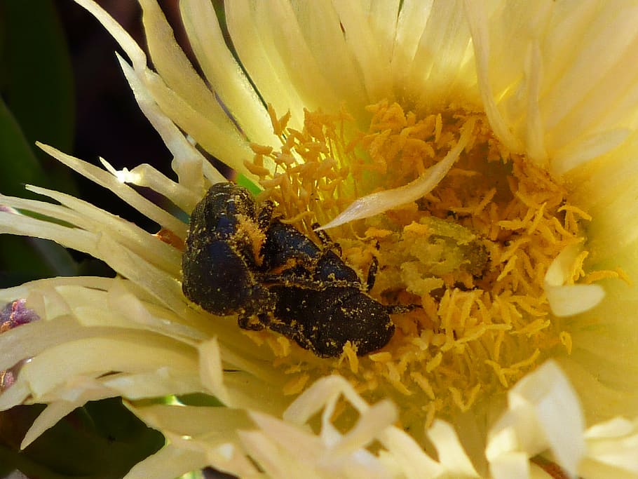 pollen, beetle, plant, macro, flowers, insect, flowering plant HD wallpaper