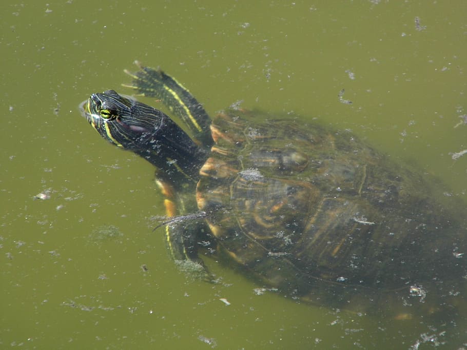 turtle, water, reptile, green, nature, animal themes, animal wildlife HD wallpaper