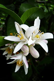 lemon, flower, citrus, tree, flowering plant, fragility, vulnerability HD wallpaper