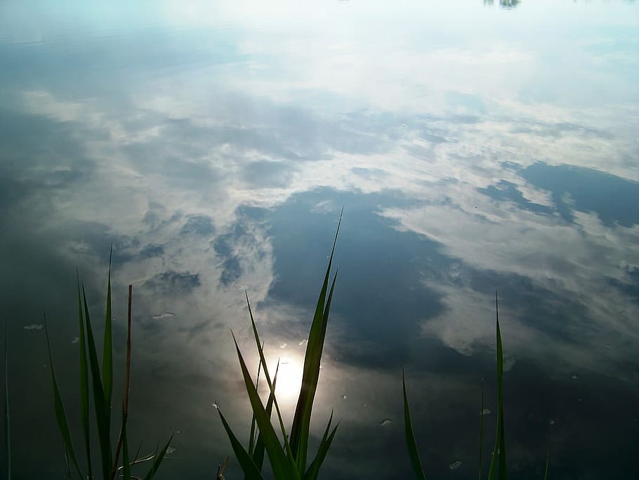 Reflection, Water, Cane, Pond, nature, growth, beauty in nature HD wallpaper