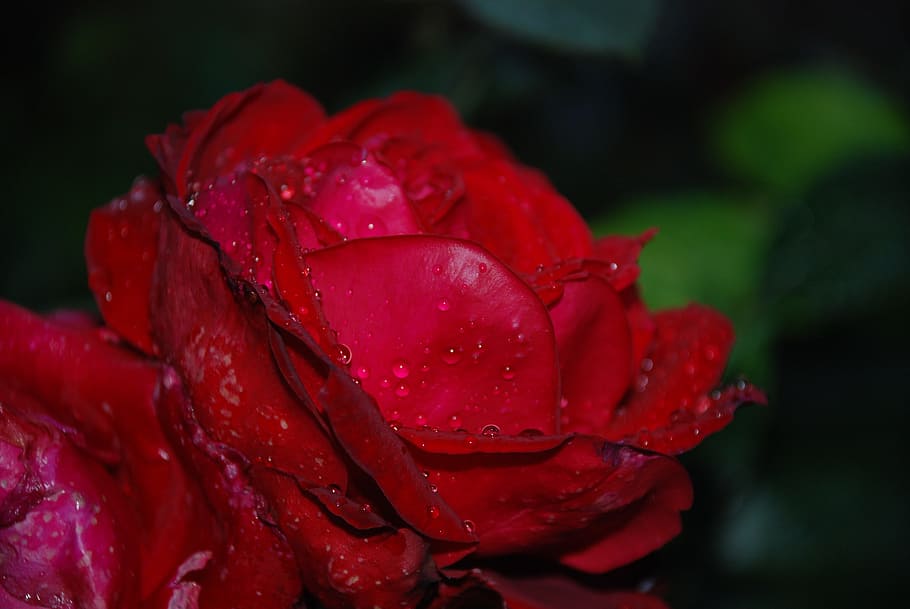 Flower, Pink, Rose, Drops, Plant, Nature, lilac, white, flowers HD wallpaper