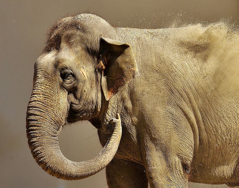 animal photography of gray Elephant in gray background, proboscis HD wallpaper