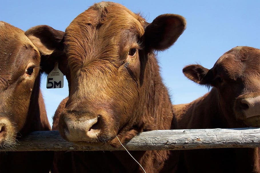 red, angus, bull, beef, meat, cow, cattle, farm, rural, country HD wallpaper