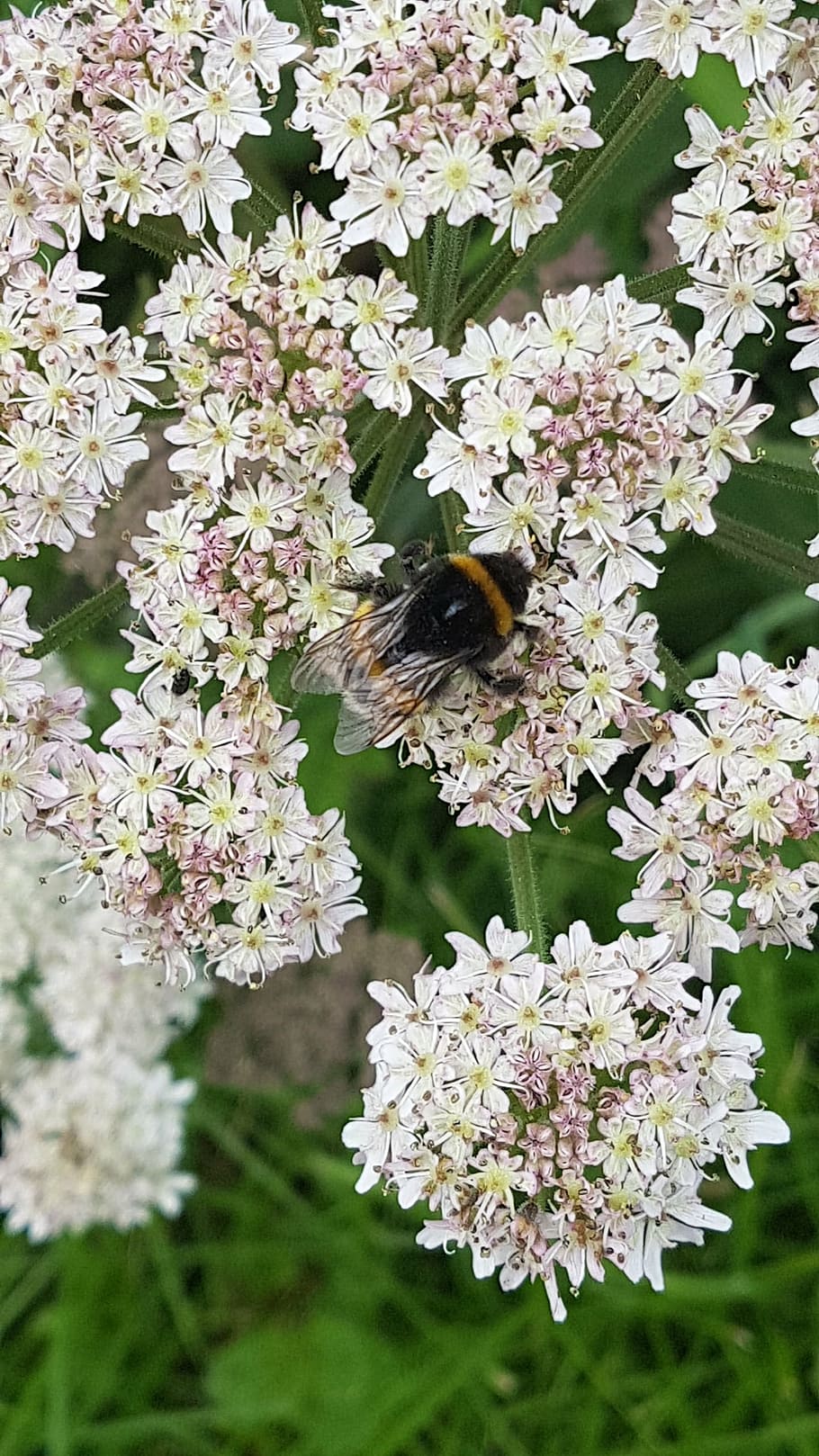 bumble bee, summer, flower, pollination, spring, nature, plant HD wallpaper