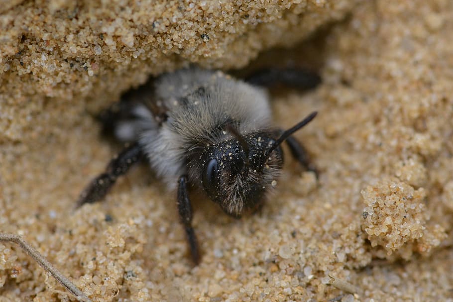 bee, wild bee, nature, macro, insect, animal, close, animal themes HD wallpaper