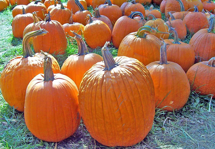 Pumpkins, Autumn, Fall, Halloween, seasonal, harvest, october HD wallpaper