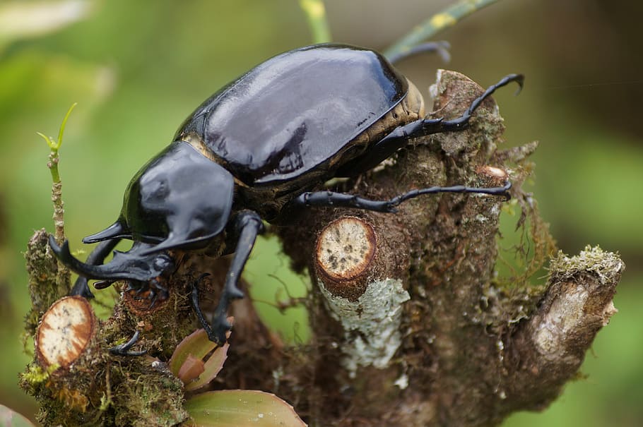 bug, animals, forest, insect, nature, beetle, wildlife, close-up HD wallpaper