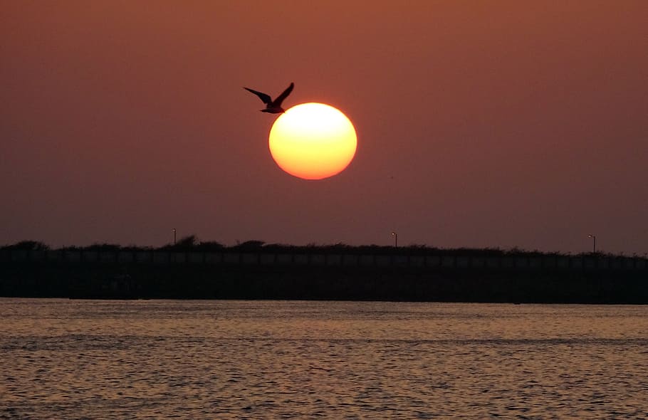 sunset, bird, gull, flying, sea, water, nature, dusk, scenic HD wallpaper