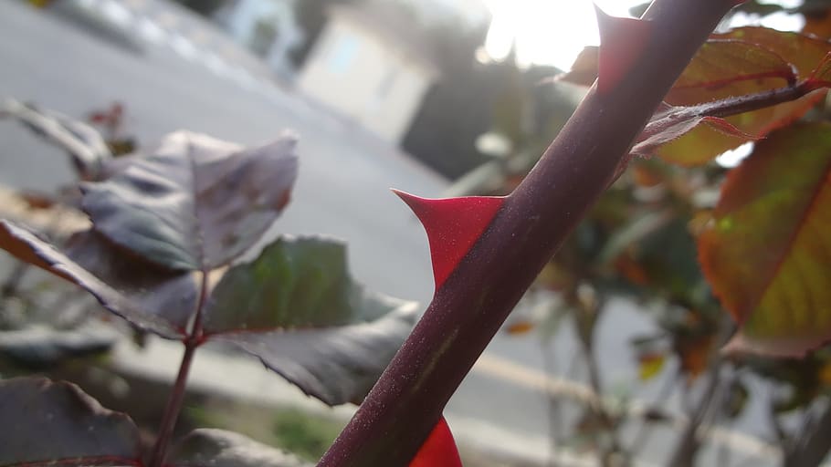 nature, leaf, outdoors, tree, flora, plant, focus on foreground HD wallpaper