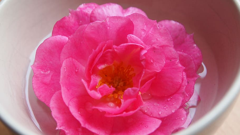 rose, drops, bowl, large, lighting, flower, flowering plant HD wallpaper