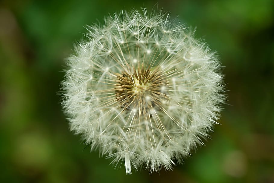 dandelion, seeds, macro, spring, flower, flowering plant, fragility HD wallpaper