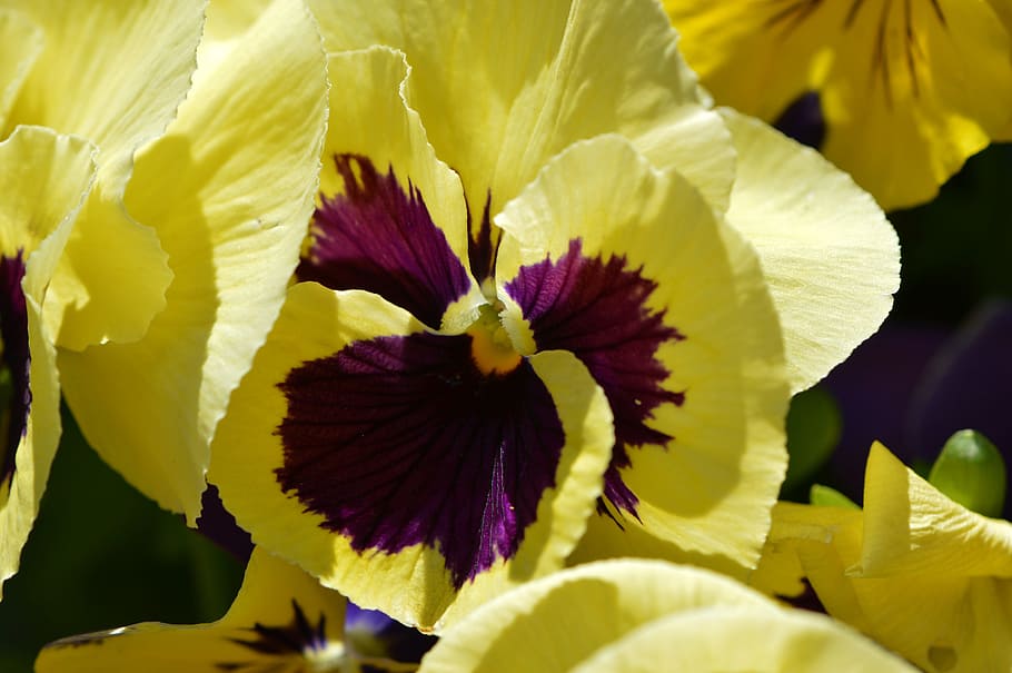 pansy, violet, flower, spring, plant, blossom, bloom, nature HD wallpaper