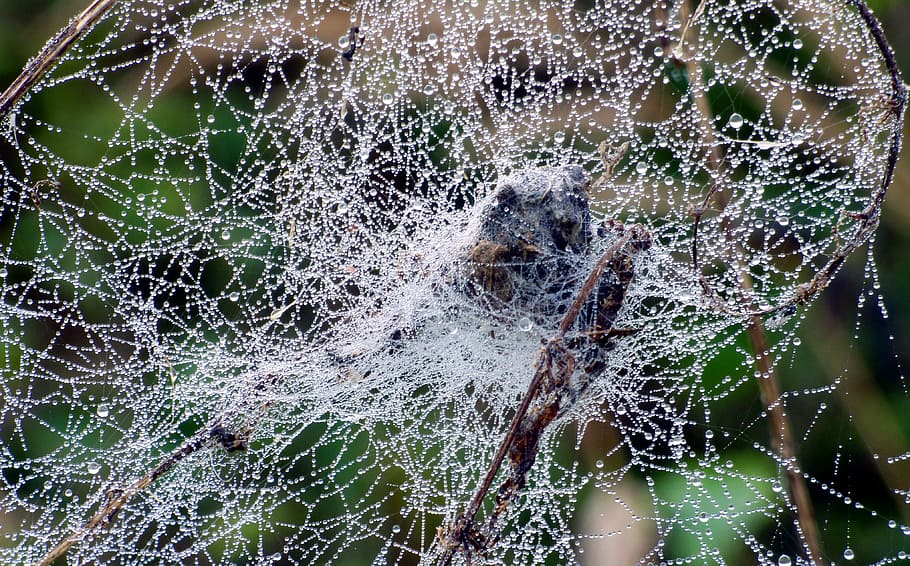 canvas, spider, drops, water, nature, forest, bear, spider web HD wallpaper